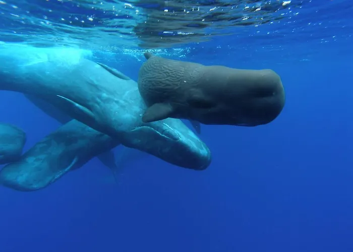 펜션 Family Holiday Villa Vacations - Ponta Delgada Azores Rentals